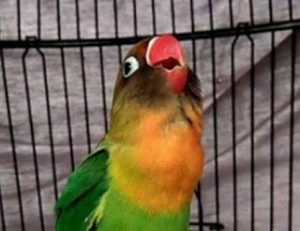 Cara menurunkan birahi lovebird