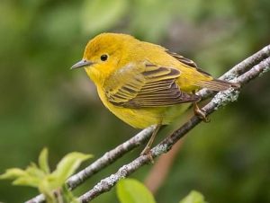 Virus Corona pada burung