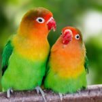 Cara membedakan lovebird jantan dan betina paling akurat