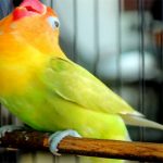 Rahasia mencetak lovebird ngekek panjang hingga menitan