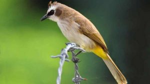 Download suara burung trucuk ropel untuk pancingan