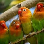 cara mengatasi lovebird emosi