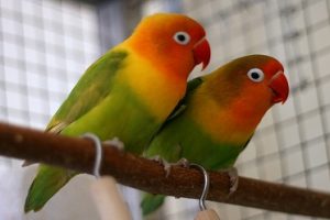 manfaat batu bata merah untuk lovebird