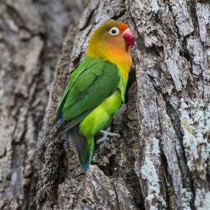 obat lovebird nyilet