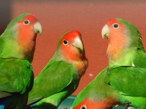 tingkatan lovebird birahi