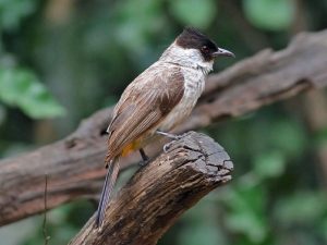 suara burung kutilang