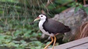 suara burung ruak ruak