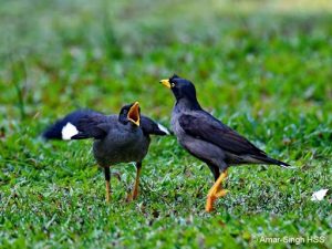 suara burung jalak kebo