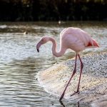 suara burung flamingo