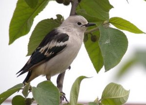 suara burung jalak kapas