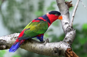 kicauan burung nuri kepala hitam