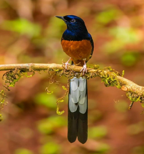 suara burung murai medan