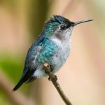 suara burung kolibri lebah