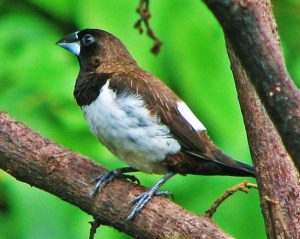 suara burung bondol tunggir putih