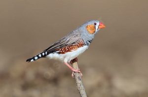 suara burung pipit zebra