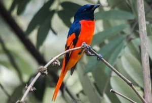 suara burung sepah hutan