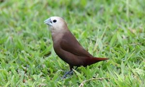 suara burung bondol haji