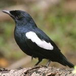 suara burung sekoci
