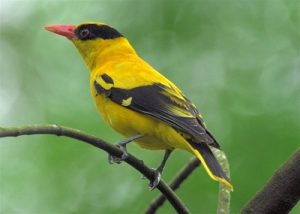 suara burung podang kuning