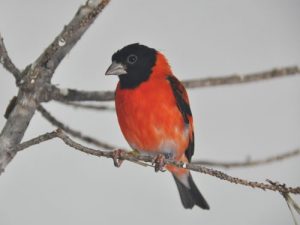 suara burung red siskin