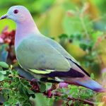 suara burung punai hutan