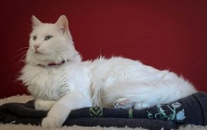 11 Rekomendasi Minuman Kucing Anggora Terbaik