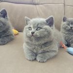 13 ciri kucing british shorthair