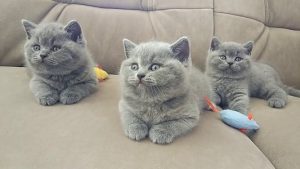 13 ciri kucing british shorthair