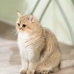 23+ Harga Kucing British Shorthair Golden Murah