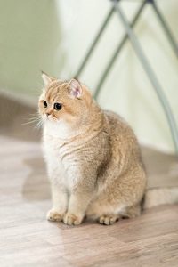23+ Harga Kucing British Shorthair Golden Murah