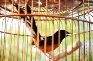 perawatan Murai pasca mabung