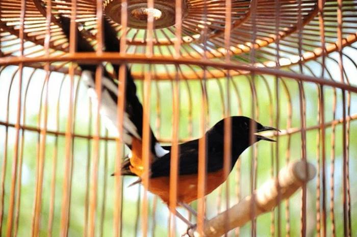15 Perawatan Murai Pasca Mabung yang Wajib Kalian Ketahui!