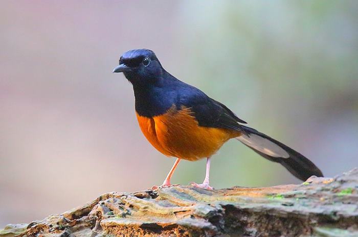 Bagaimana Cara Memilih Warna Dada Murai Batu yang Bagus? Serta Tips Memilih Burung Bermental Juara!