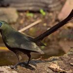 burung yang ditakuti Murai Batu