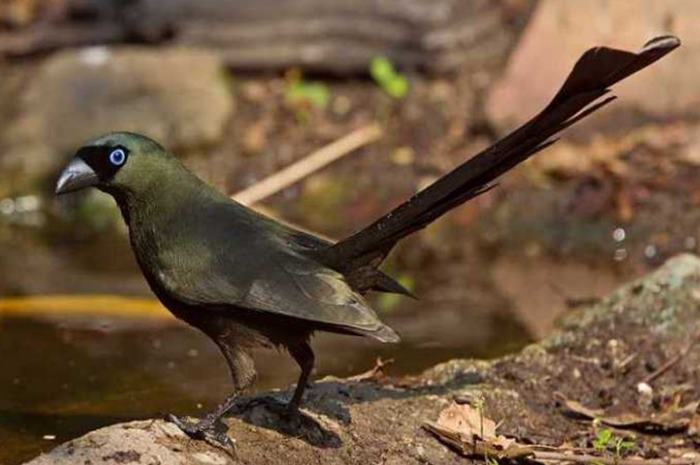 5 Burung yang Ditakuti Murai Batu, Jangan Pernah Coba untuk Menaruhnya Berdekatan!