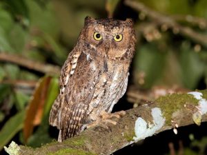 Burung hantu celepuk sulawesi
