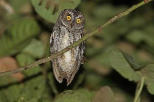 Burung hantu otus mendeni